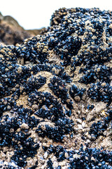 Mussels clinging to a rock at low tide in Brittany