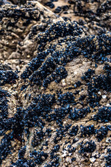 Mussels clinging to a rock at low tide in Brittany