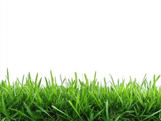 Fototapeta premium Nature's Beauty: The Grassland Scene