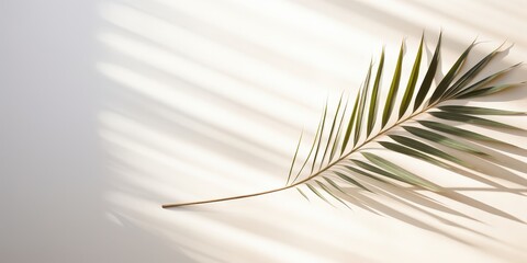 Fototapeta premium Palm Leaf Shadow