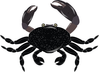 crab on white background