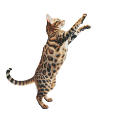 A playful Bengal kitten reaches up with its paws extended, its spotted coat and bright eyes captivating.