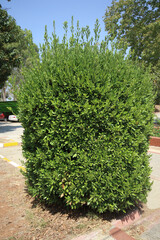 Laurus nobilis or daphne tree 