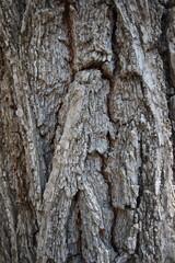 Fototapeta premium bark texture of ulmus minor