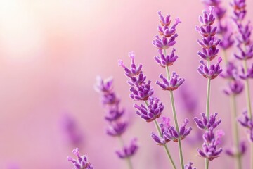 Obraz premium Close-up of Lavender Flowers Against a Soft Pink Background
