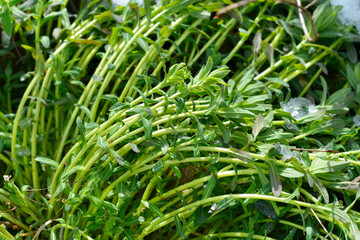 Cushion spurge 
