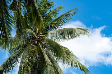 The Coconut Farm in Seram Island, Maluku Province, Indonesia