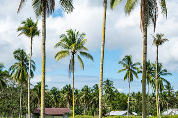 The Coconut Farm in Seram Island, Maluku Province, Indonesia