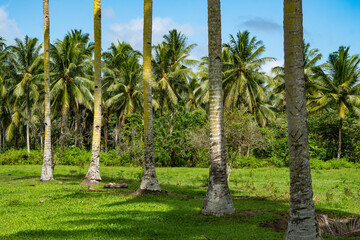 The Coconut Farm in Seram Island, Maluku Province, Indonesia