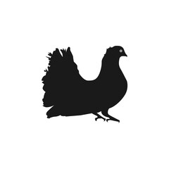 silhouette of a Pigeon