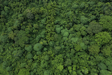 Obraz premium Beautiful aerial top view of green forest in rural Thailand.