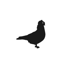Pigeon vector 