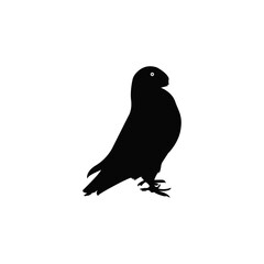 silhouette of a pigeon