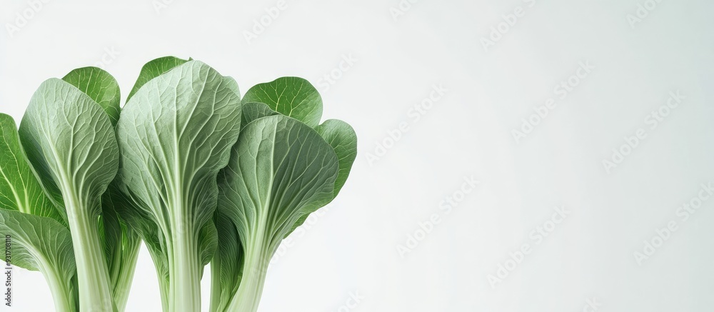 Leinwandbilder baby pak choi against a white background. with copy space image. place for adding text or design