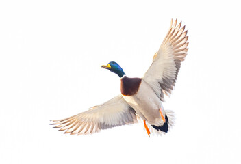 Mallard drake duck in flight over the Ottawa river in Canada