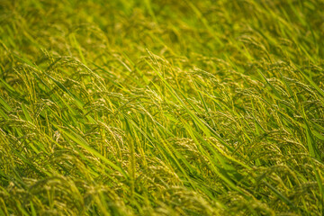 Ripe rice, in the paddy fields