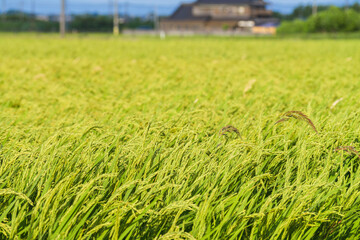 Ripe rice, in the paddy fields