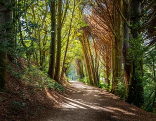 Fototapeta premium A forest path winds between trees, sunlight filtering through leaves, inviting peaceful serenity.