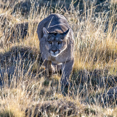 Puma on the miove in the Torres del Paine, Chile
