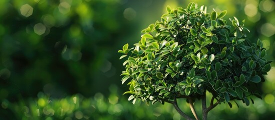 Obraz premium small tree with a green bush backdrop. with copy space image. Place for adding text or design