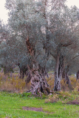 The olive, Olea Europaea in the Mediterranean region. Vertical photo. Sommer landscape