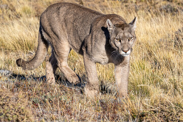 Puma on the miove in the Torres del Paine, Chile