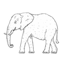 Sketch elephant isolated on white