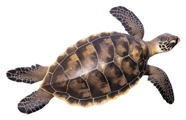 Fototapeta premium PNG A sea turtle reptile animal white background.