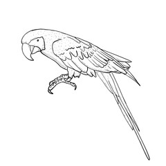 hand drawn illustration of a bird