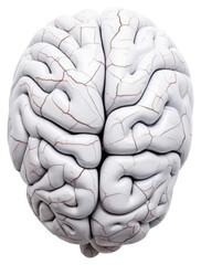 PNG Human brain accessories accessory medical.