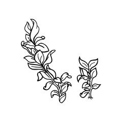 Simple line art tropical leaf. Outline plant drawin tropical leaves.