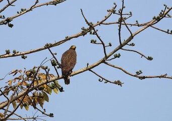A Crested Serpent Eagle on a Tree.This Photo Was Taken From Bangladesh.