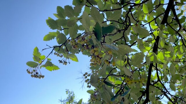Sorbus latifolia (rowan broadleaf) with green berries and leaves