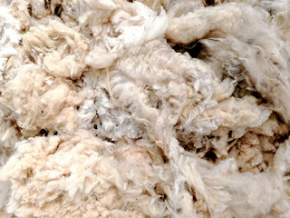 Texture of close-up clear fleece. Pile of sheared wool of sheep