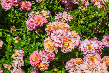 Garden roses look at the sun through green leaves. A marvelous dance of pink and yellow tones. Selective focus.