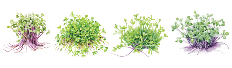 Obraz premium Watercolor Alfalfa Sprouts Clipart Vector Illustration 
