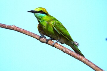 Bee Eater