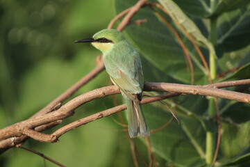 bee eater bird