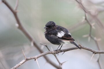 Pied Bushchat