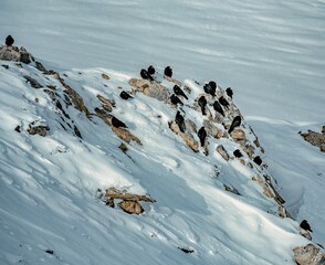 snow covered rocks with birds