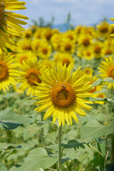 たくさんのひまわり 