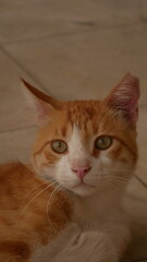 Cat looking in the distance which is white and ginger, with tiles in the backround