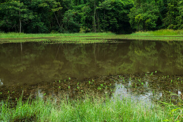 Obraz premium Scenic of swamps in national park