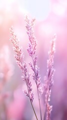 Obraz premium Pink and purple grass flowers with soft