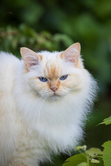 Vertical portrait of Cream colored Ragdoll cat with typical blue eyes