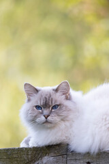 Vertical portrait of Cream colored Ragdoll cat with typical blue eyes lying down with green background