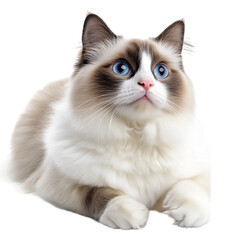 Obraz premium A Ragdoll cat with blue eyes isolated on transparent background