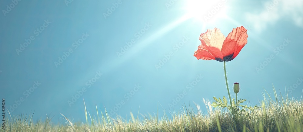 Aufkleber red poppy a solitary flower basking in the sunlight against a blue sky and grass featuring a version