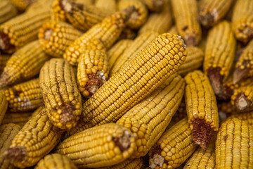 Harvesting corn dried in the rural garden. Yellow corn cob background or texture. Corn vegetable pattern.