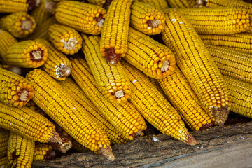 Harvesting corn dried in the rural garden. Yellow corn cob background or texture. Corn vegetable pattern.